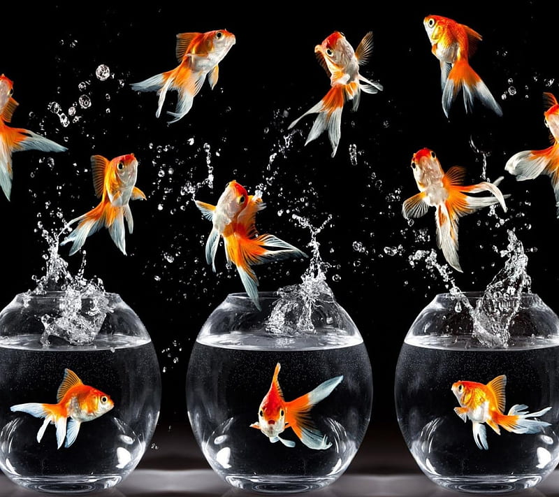 flying fish, gold, bocal, fish, flying, HD wallpaper