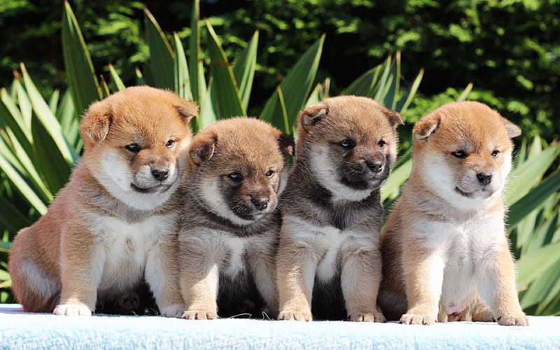 Shiba Inu small puppies, hunting dogs, pets, small dogs, HD wallpaper