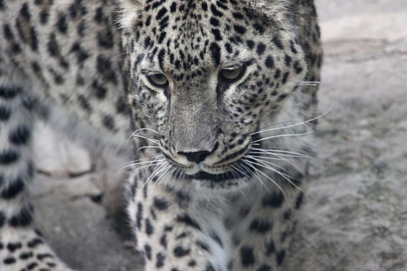 Leopard Closeness, leopard, speckled, cat, big, HD wallpaper