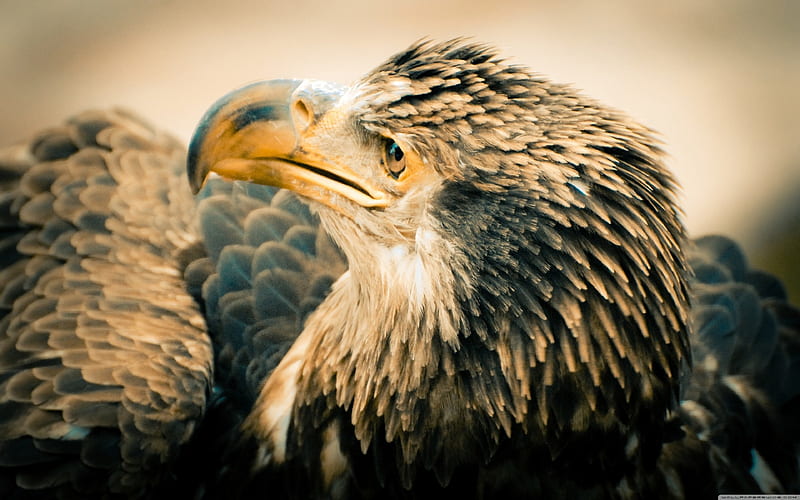3 Year Old Bald Eagle, eagle, young, bird, bald, HD wallpaper
