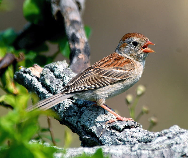 Field Sparrow Howard, birds, colourful, animals, HD wallpaper