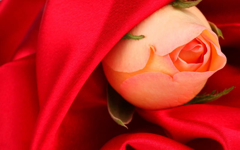 Rose bud, flower, rose, bud, fabric, HD wallpaper