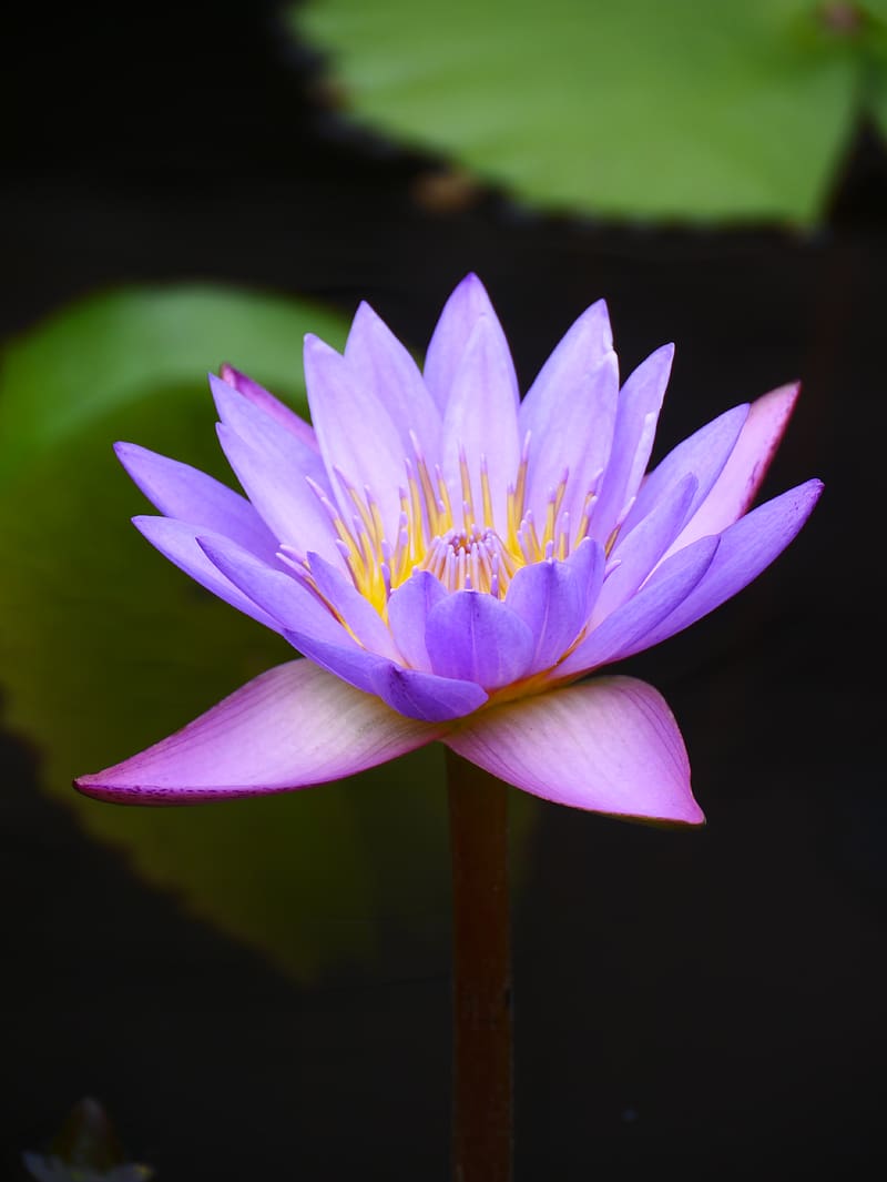 nymphaea nouchali var. caerulea, lotus, flower, blue, macro, blur, HD phone wallpaper