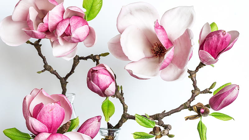 Flor flor magnolia rosa magnolia, Fondo de pantalla HD | Peakpx