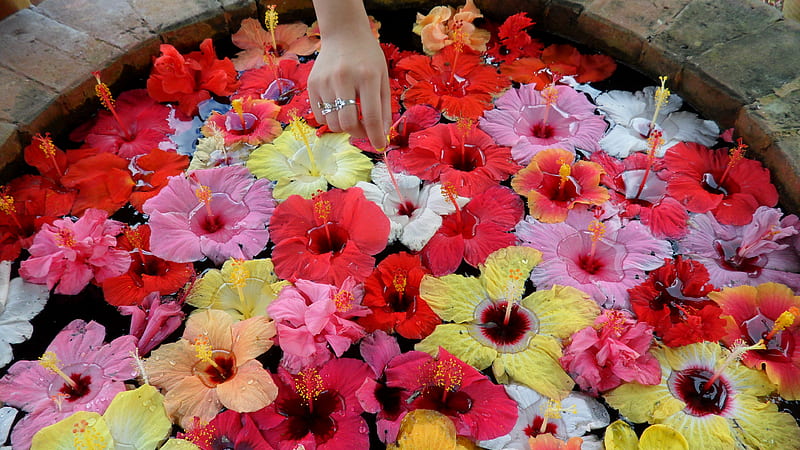 My Wishing Well, hand, colors, flowers, well, HD wallpaper