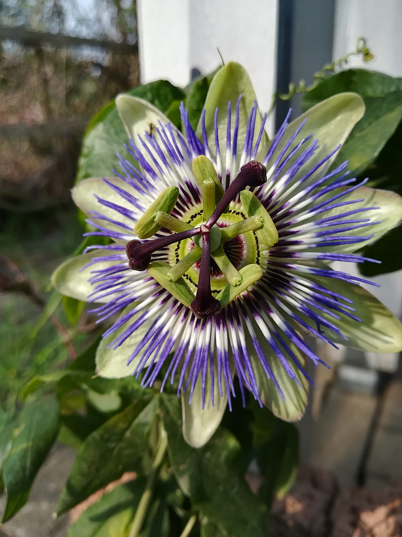 passionflower, flower, purple, HD phone wallpaper