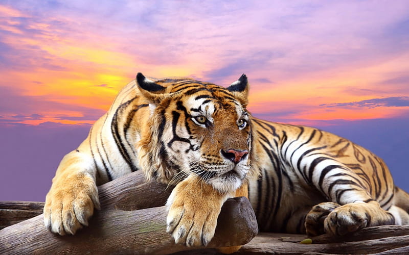 Tiger, sunset, wildlife, predator, big tiger, Africa, HD wallpaper