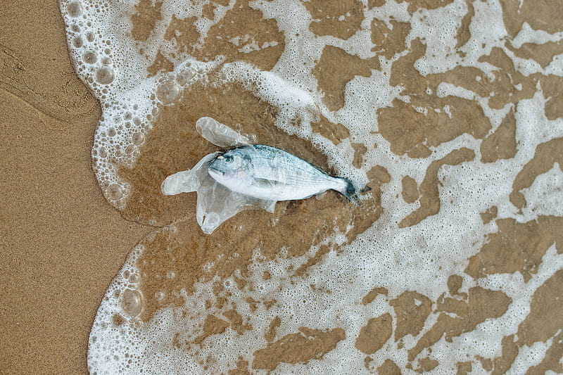White Bird on Brown Sand, HD wallpaper