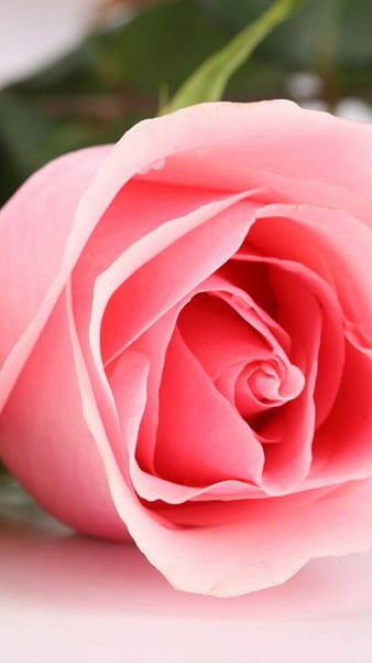 Rose, rose, colourful, flower, HD phone wallpaper