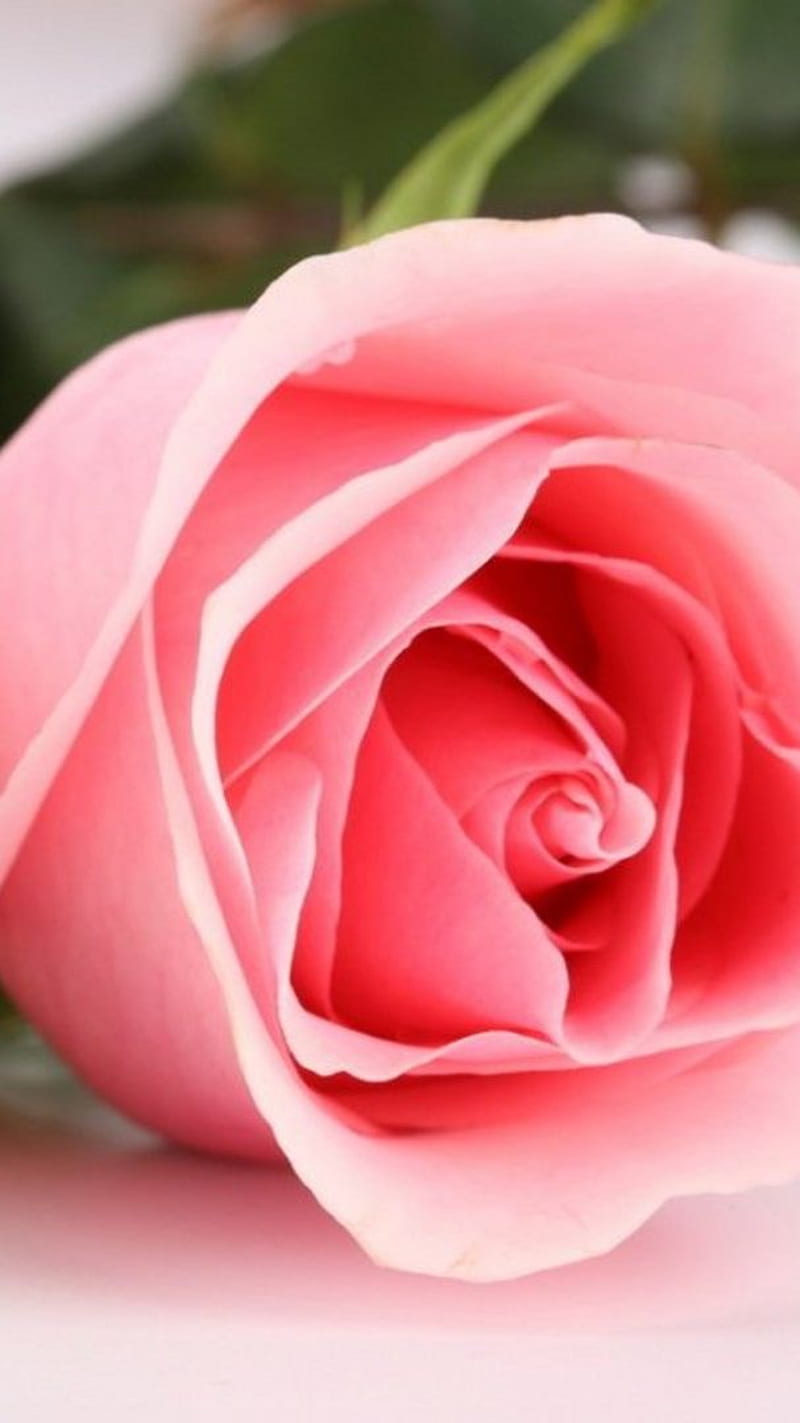 Rose, rose, colourful, flower, HD phone wallpaper | Peakpx