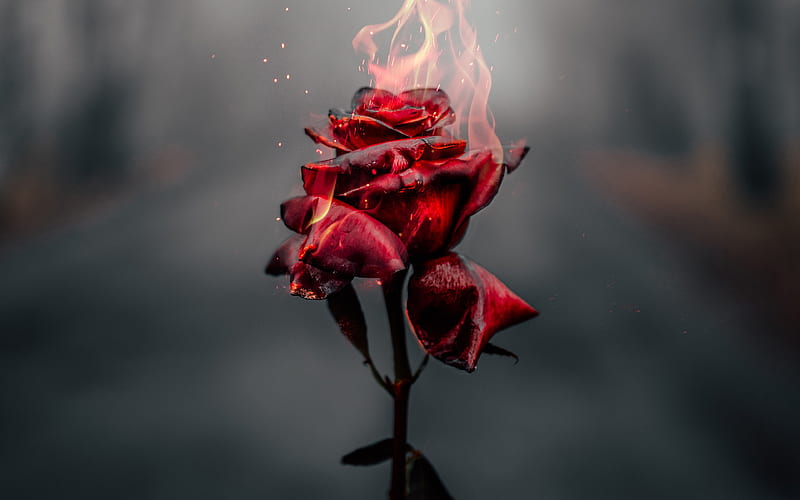 burning rose fire flames, broken love concept, burning flower, roses, HD wallpaper