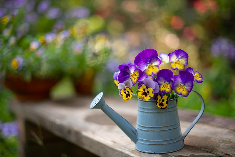Pansies, vara, summer, vase, yellow, flower, pansy, spring, pink, viola tricolor, HD wallpaper