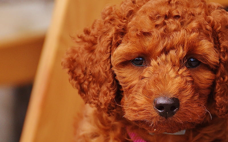 Goldendoodle, puppy, cute dogs, furry dog, close-up, pets, dogs, Goldendoodle Dog, HD wallpaper