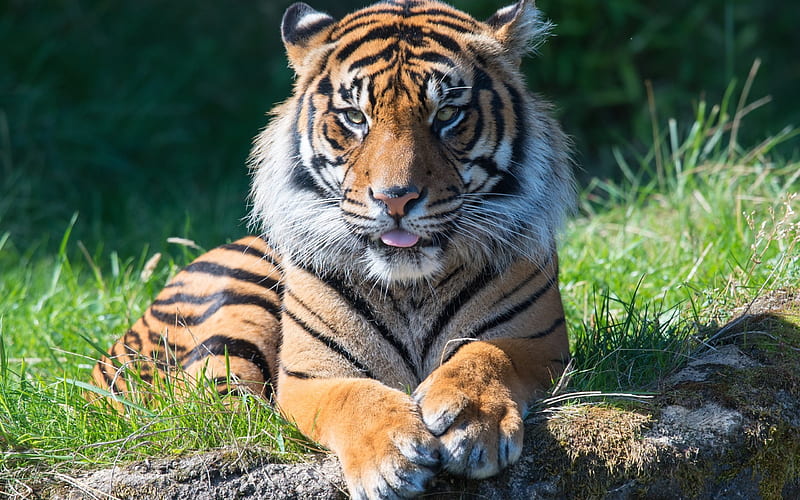 tiger, predator, wildlife, big tiger, HD wallpaper