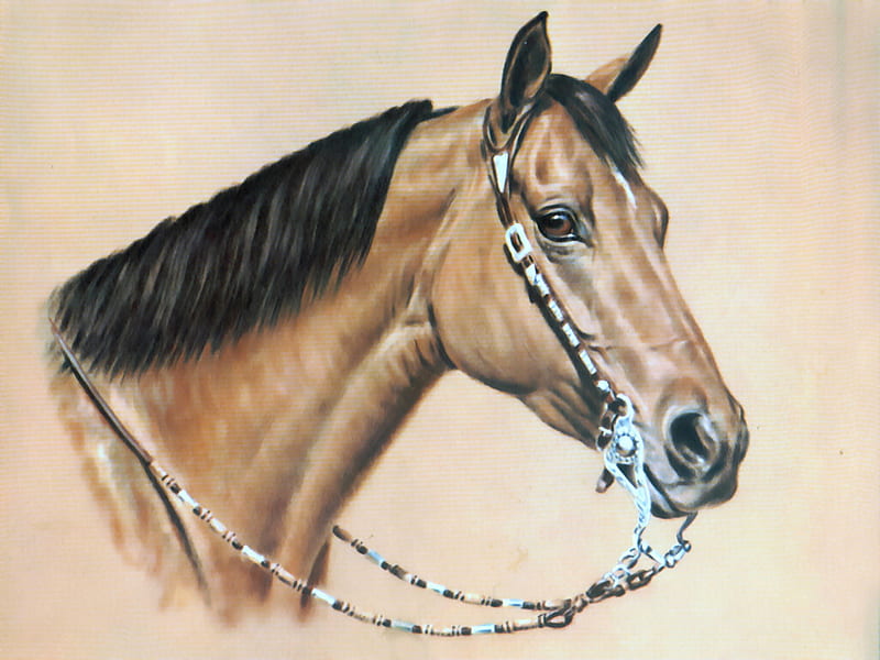 Velvet Coat - Horse 1, art, buckskin, head, velvet, donald schwartz, equine, horse, artwork, western tack, schwartz, painting, HD wallpaper