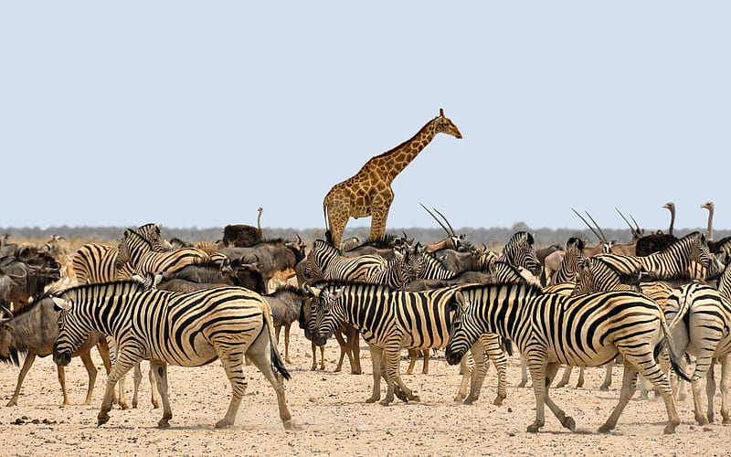 giraffes, zebras, Africa, wild animals, herd of zebras, wildlife, HD wallpaper