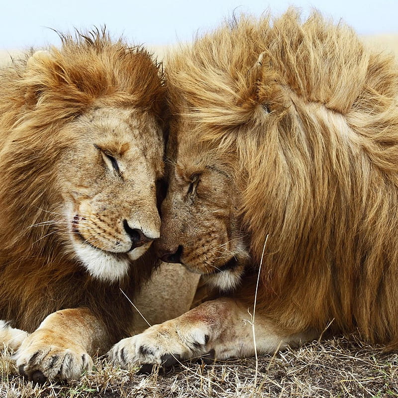 Lovely Lion Pair, love, HD phone wallpaper