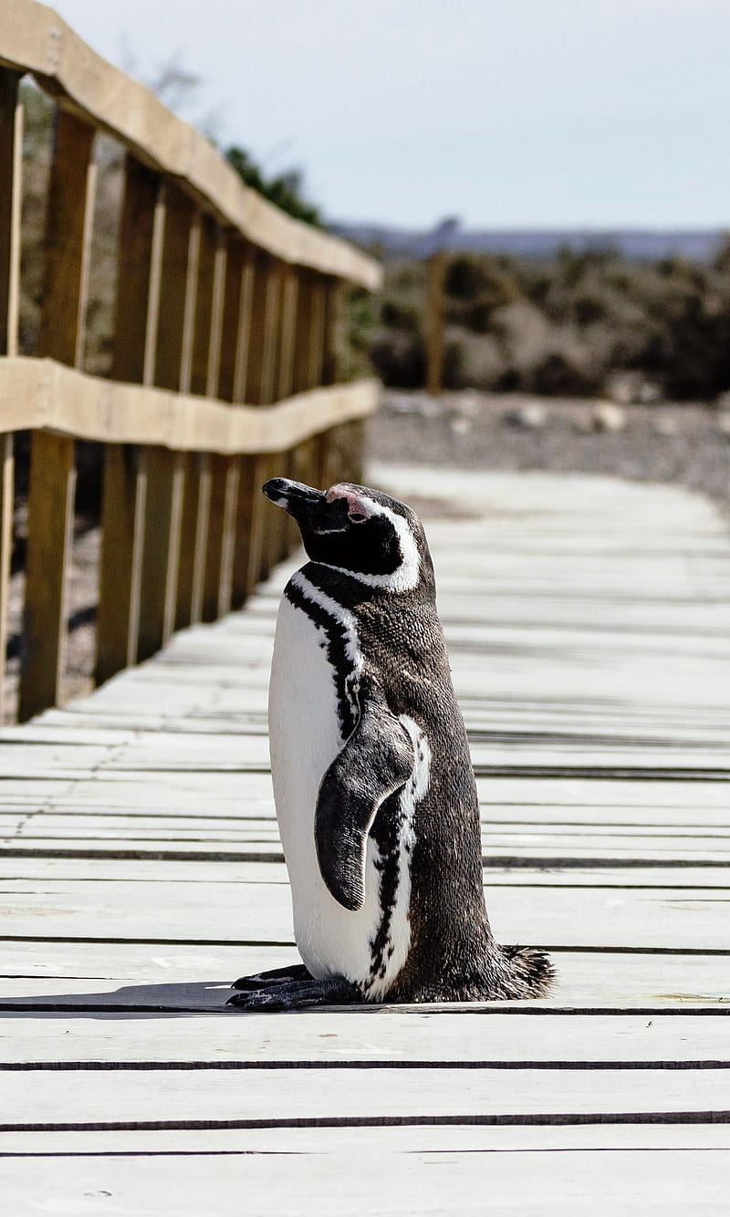 Pinguino, animales, bonito, belleza, fornite, naturaleza, pingüino,  pingüinos, Fondo de pantalla de teléfono HD | Peakpx