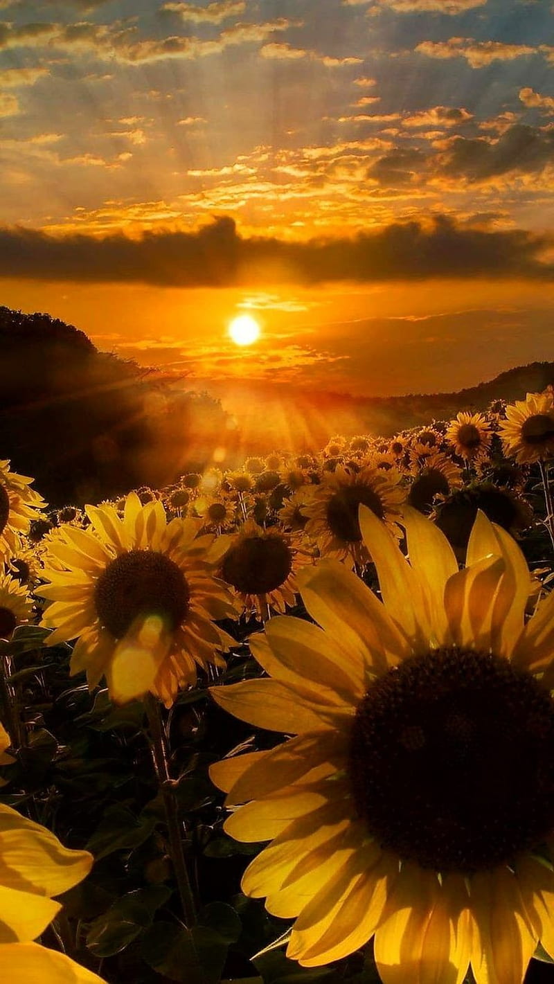Sunflowers, sun, HD phone wallpaper
