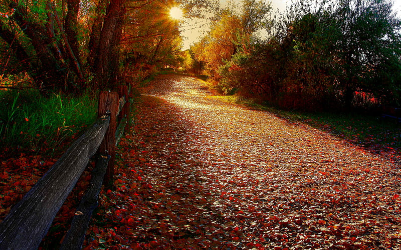 Autumn Path, pretty, sun, grass, autumn leaves, sunset, magic, splendor, path, beauty, sunrise, lovely, romance, sky, trees, sunrays, rays, landscape, fall, fence, colorful, autumn, woods, bonito, carpet, graphy, leaves, green, way, road, forest, romantic, view, sunlight, colors, tree, autumn colors, peaceful, carpet of leaves, nature, walk, HD wallpaper