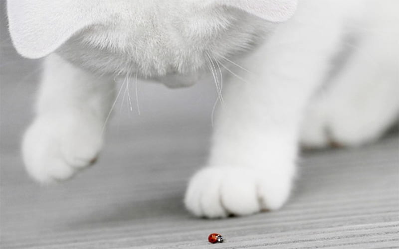 ... play with me, cute, ladybug, paw, white, cat, cats, ladybird, HD wallpaper