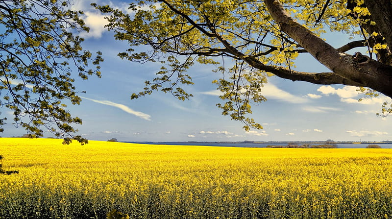 Rape Field, tree, blossoms, yellow, clouds, blooming, landscape, HD wallpaper