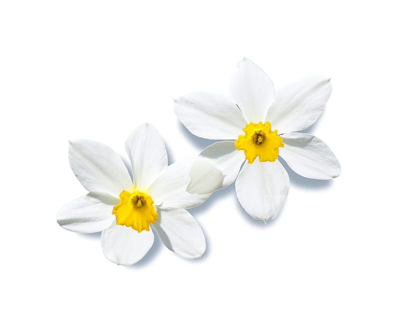 White narcissus, flower, narcissus, spring, white, HD wallpaper