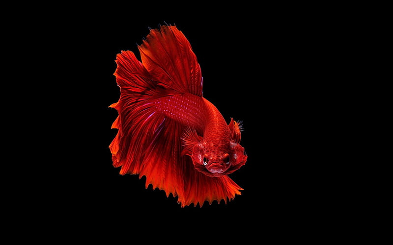 Download Red Betta Android Fish Background  Wallpaperscom