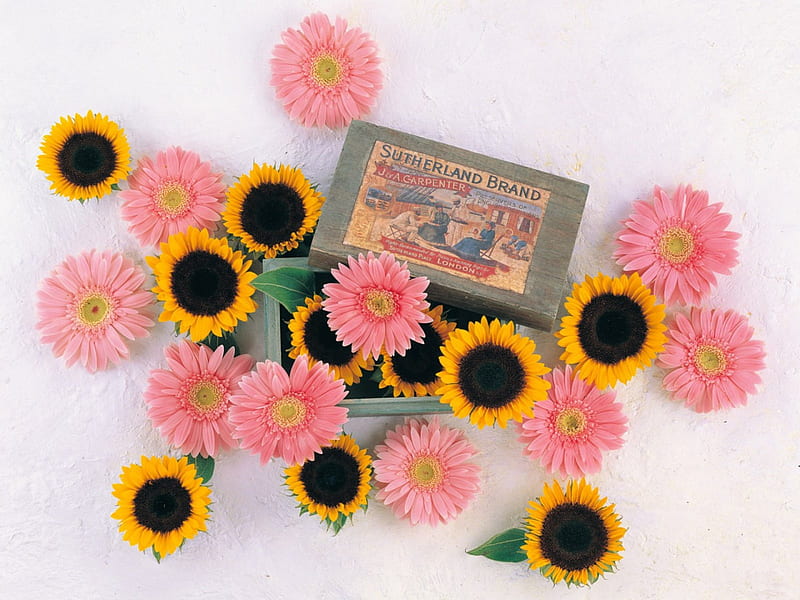 Flowers, box, gerbera, sunflower, HD wallpaper | Peakpx