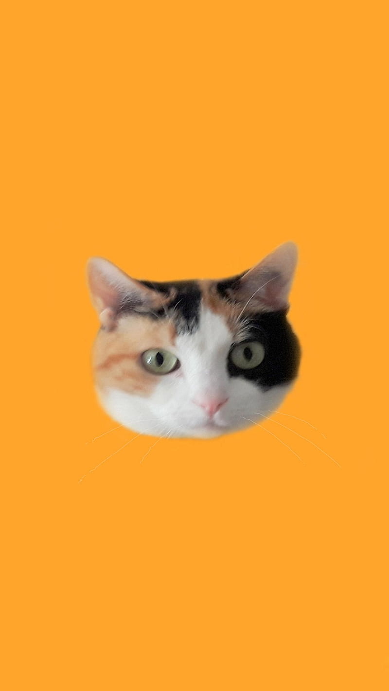Calico Cat Head, calico, cat, cat head, cats, face, feline, kitty, orange, HD phone wallpaper
