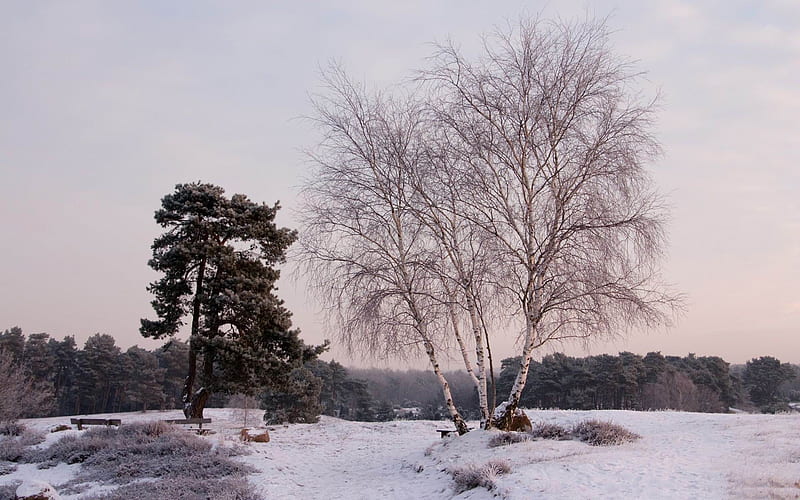 Cold winter-Natural landscape, HD wallpaper