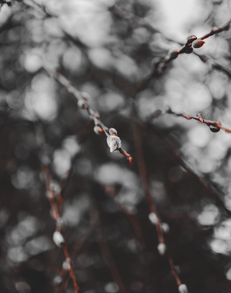branches, buds, macro, spring, HD phone wallpaper