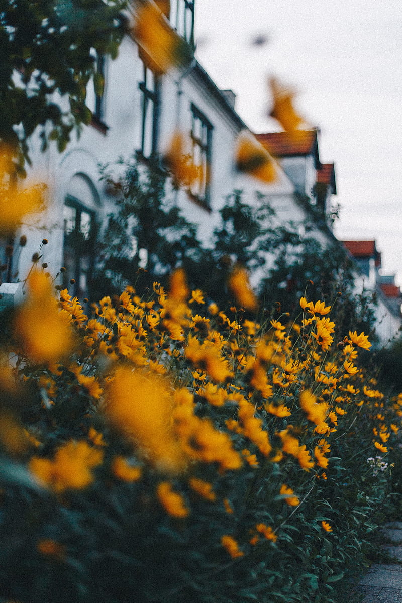 flowers, yellow, flowerbed, plants, decorative, HD phone wallpaper