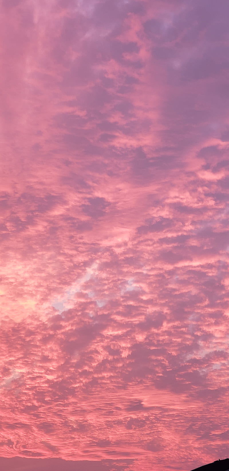 500 Pink Sky Pictures  Download Free Images on Unsplash