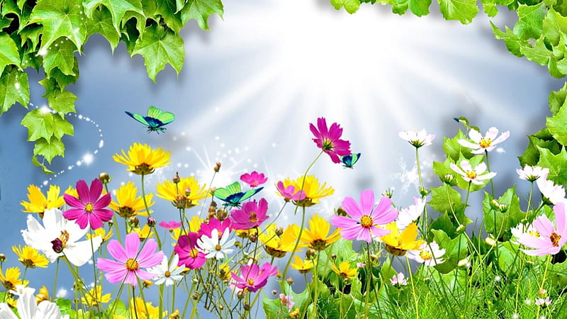 Summer Flowers, blossoms, colors, petals, butterflies, illustration, artwork, cosmea, HD wallpaper