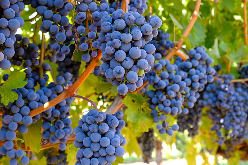 grapes, bunches, branches, leaves, macro, HD wallpaper