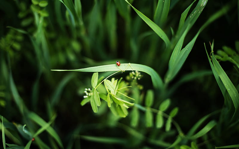 Ladybug Grass 2021 Spring Green Plants, HD wallpaper