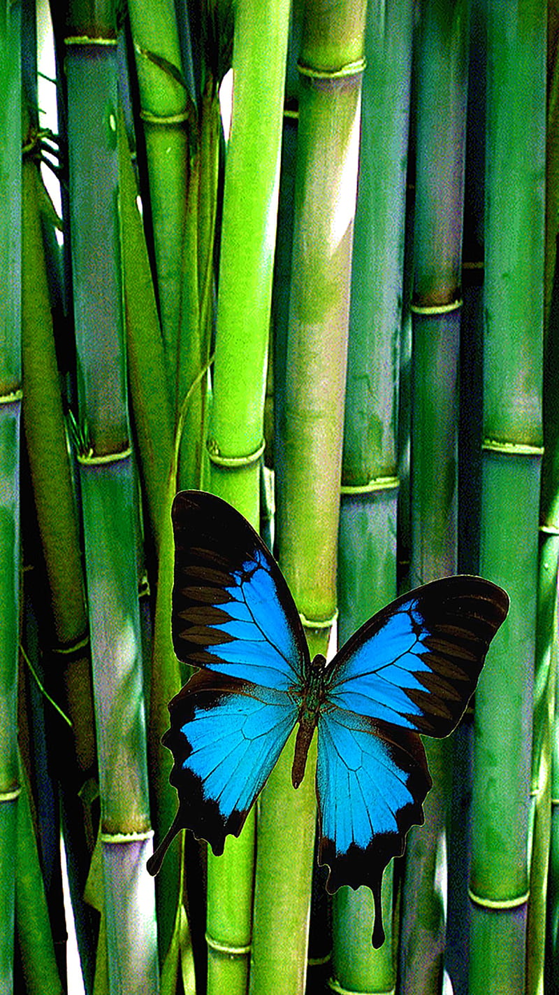 feng shui, 6 plus, bamboo, butterfly, HD phone wallpaper