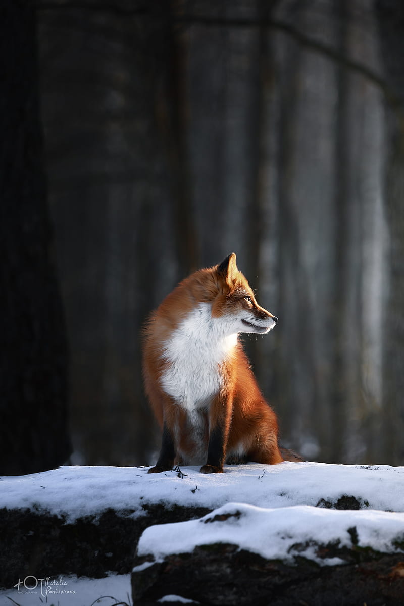 animals, fox, nature, red, fur, winter, depth of field, HD phone wallpaper