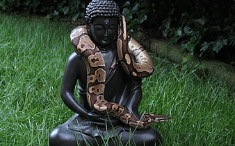 Animaux, Python, Fond d'écran HD