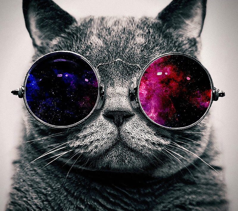 Abstract Cat, eyeglass, cool, HD wallpaper