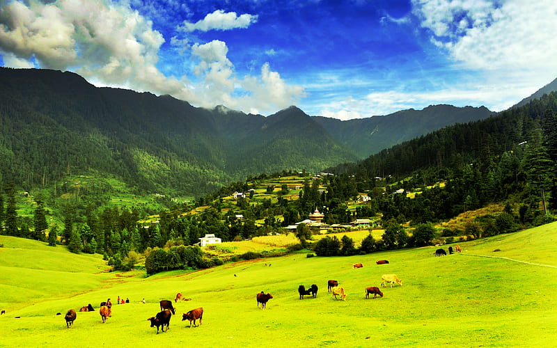 Great Himalayan National Park mountains, pastures, cows, Himalayas, GHNP, India, HD wallpaper