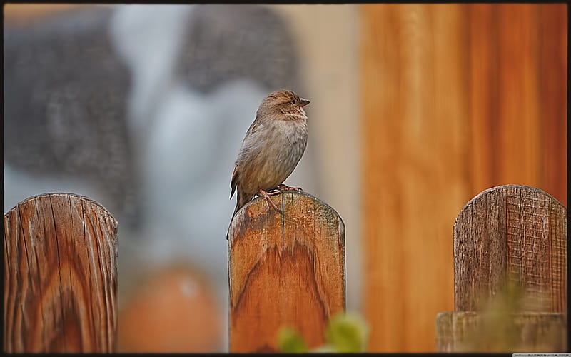 alone, fence, pailing, bird, small, HD wallpaper