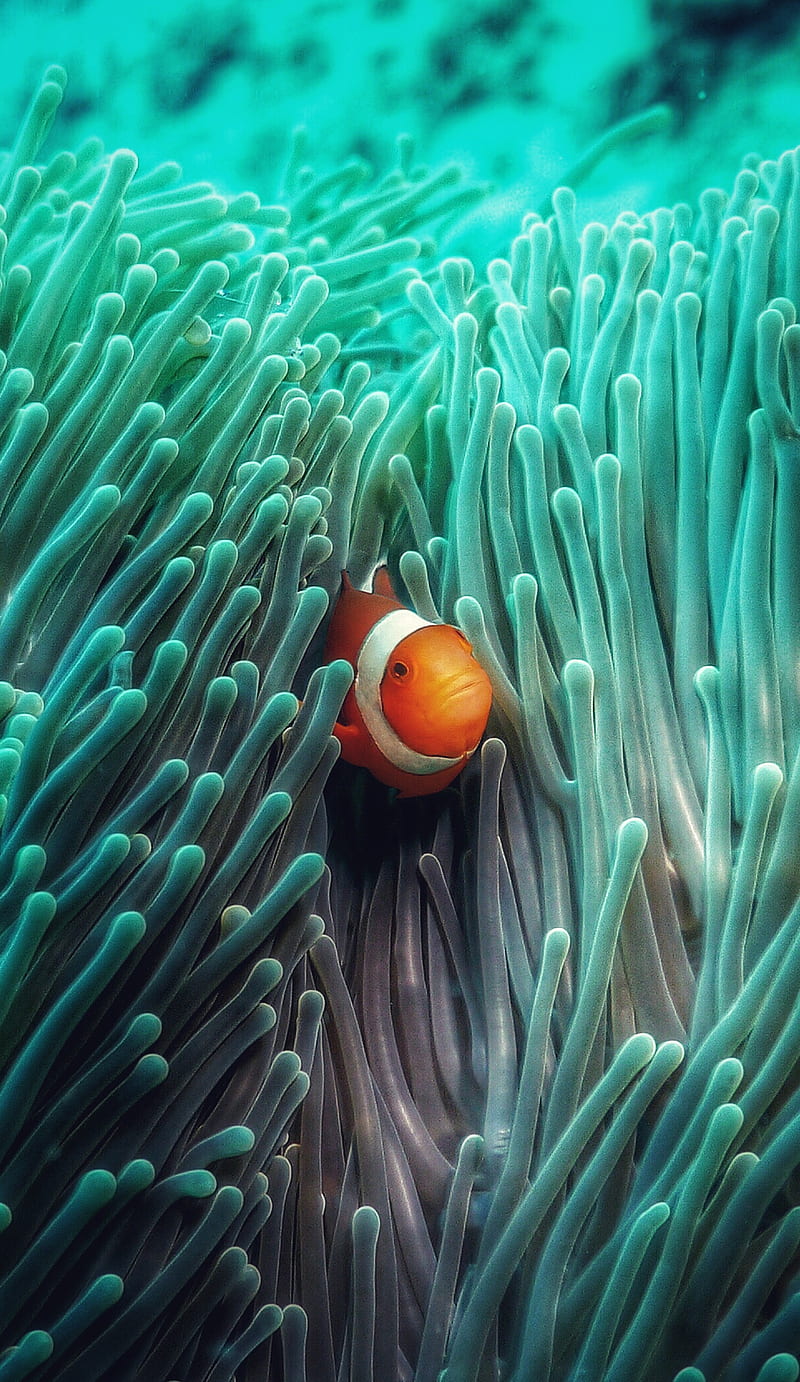 Nemo, blue, fish, ocean, orange, sea, water, HD phone wallpaper