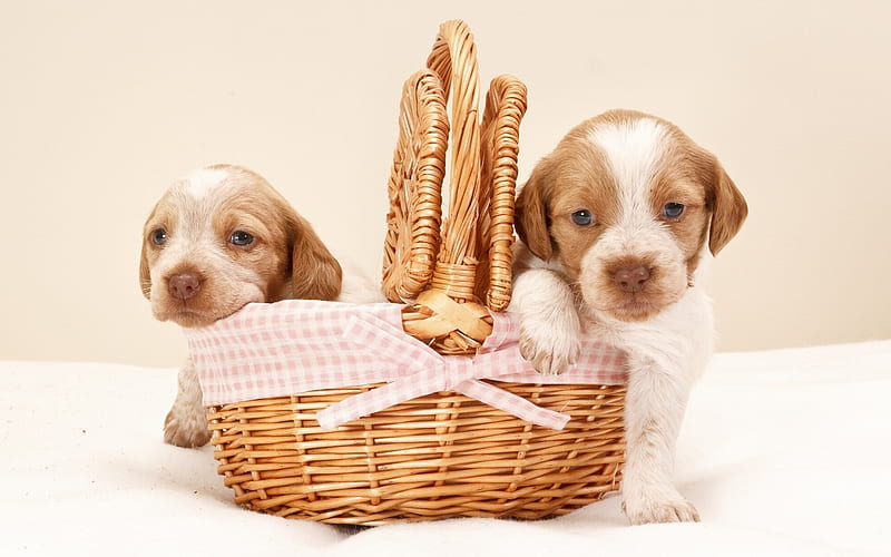 spaniels, cute little puppies, little dogs, puppies in the basket, pets, dogs, HD wallpaper