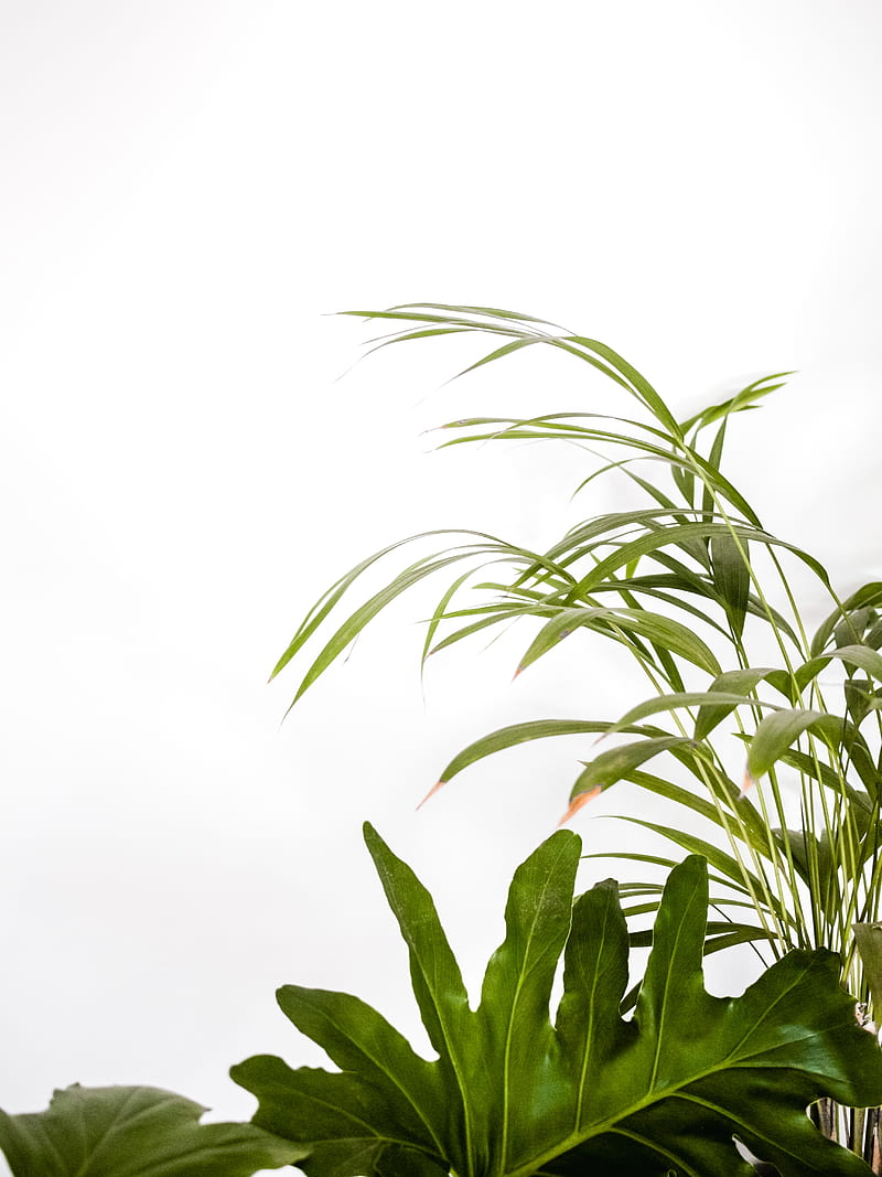 leaves, plants, green, decorative, HD phone wallpaper