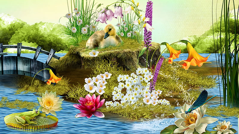 Pond, frog, duck, summer, flowers, spring, pool, HD wallpaper