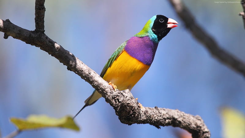 Gouldian Finch bird (Australia), bird, Colourful, gouldian, blue, multi, HD wallpaper