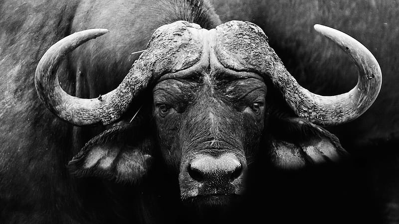 Animal, Buffalo, Black & White, Wildlife, HD wallpaper
