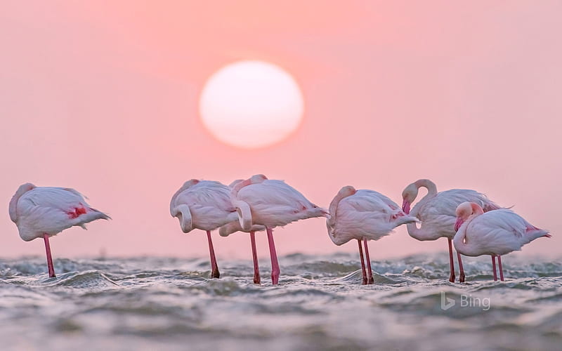Namibia Greater flamingos in Walvis Bay-2017 Bing, HD wallpaper